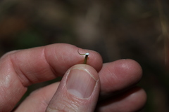 Leichhardtia coronata