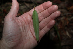 Leichhardtia coronata