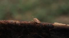 Dendrocoris humeralis