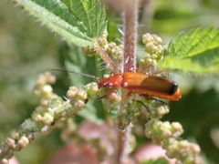 Rhagonycha fulva