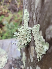 Ramalina