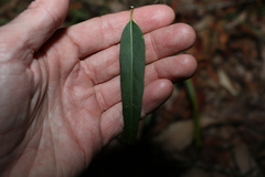 Leichhardtia coronata