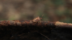 Dendrocoris humeralis