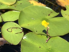 Utricularia macrorhiza