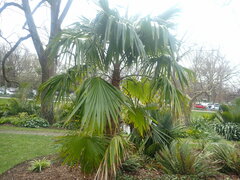 Trachycarpus martianus