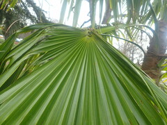Trachycarpus martianus