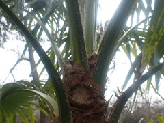 Trachycarpus martianus