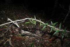 Leichhardtia coronata