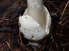 Amanita vaginata alba