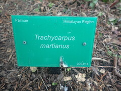 Trachycarpus martianus