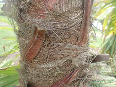 Trachycarpus martianus