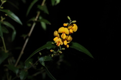 Podolobium ilicifolium