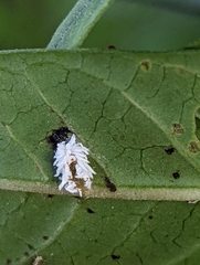 Cryptolaemus montrouzieri