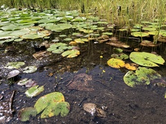 Utricularia gibba