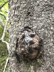 Agrobacterium radiobacter