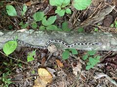 Pantherophis alleghaniensis