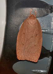Euchaetis holoclera