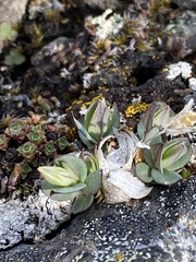 Stellaria alaskana