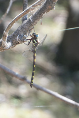 Cordulegaster dorsalis