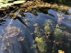 Myriophyllum