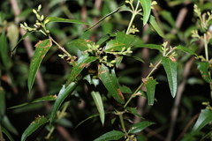 Podolobium ilicifolium