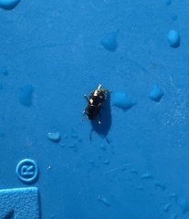 Glischrochilus quadrisignatus