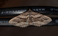 Chrysolarentia severata