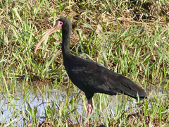 Phimosus infuscatus