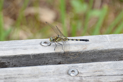 Orthetrum albistylum speciosum