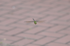 Anax parthenope julius