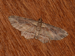 Chloroclystis filata