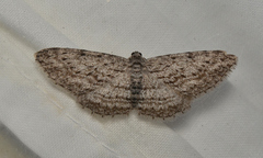 Phelotis cognata