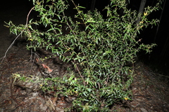 Podolobium ilicifolium