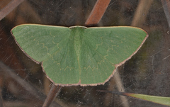 Prasinocyma semicrocea