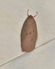 Euchaetis
