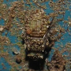 Psocidae