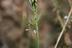Glycine clandestina