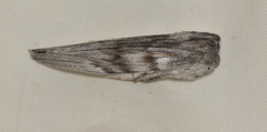 Capusa cuculloides