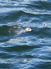 Phoca vitulina richardii