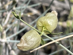 Scutellaria mexicana