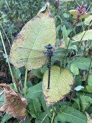 Epiaeschna heros