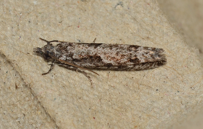 Holocola hypomolybda