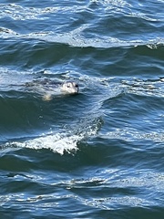Phoca vitulina richardii