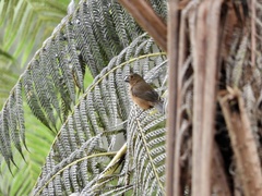 Sporophila angolensis