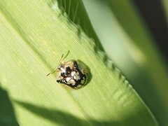 Deloyala guttata