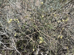 Scutellaria mexicana