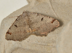 Dissomorphia australiaria