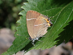 Satyrium w-album