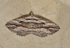 Chrysolarentia severata