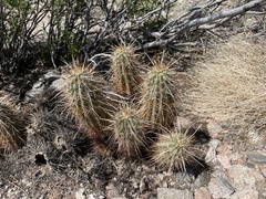 Echinocereus engelmannii engelmannii